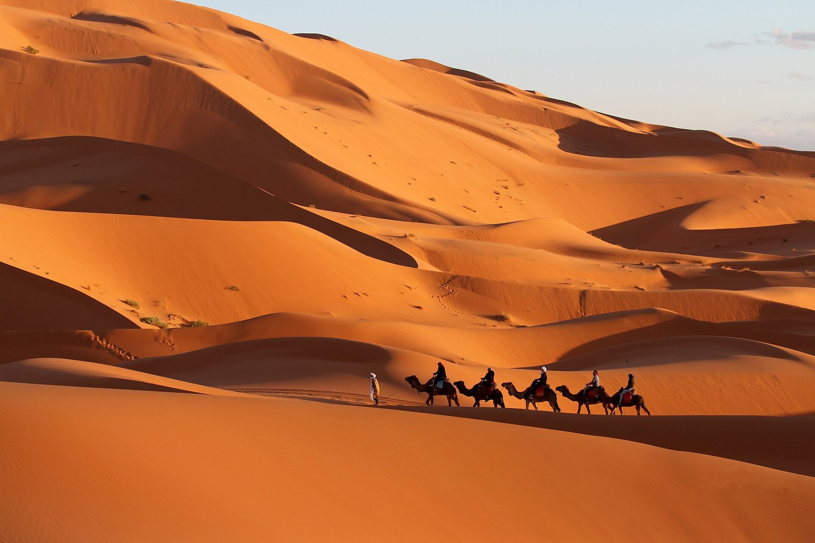 Camel rides