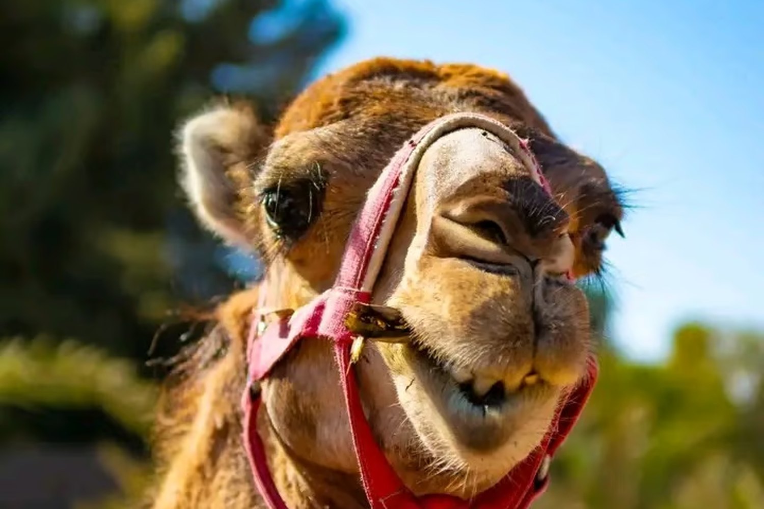 Camel Ride in Agafay Desert thumbnail 2